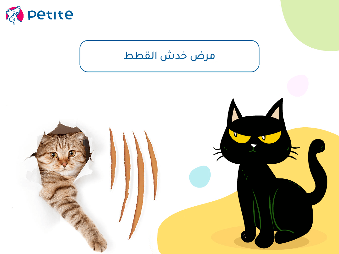Cat scratch disease – Petite
