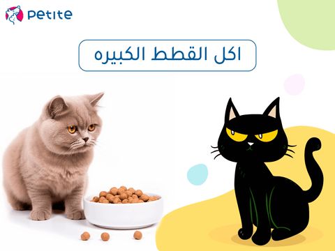 What do older cats eat Petite