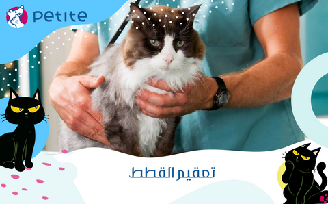 What is cat sterilization and how to take care of sterile cats?