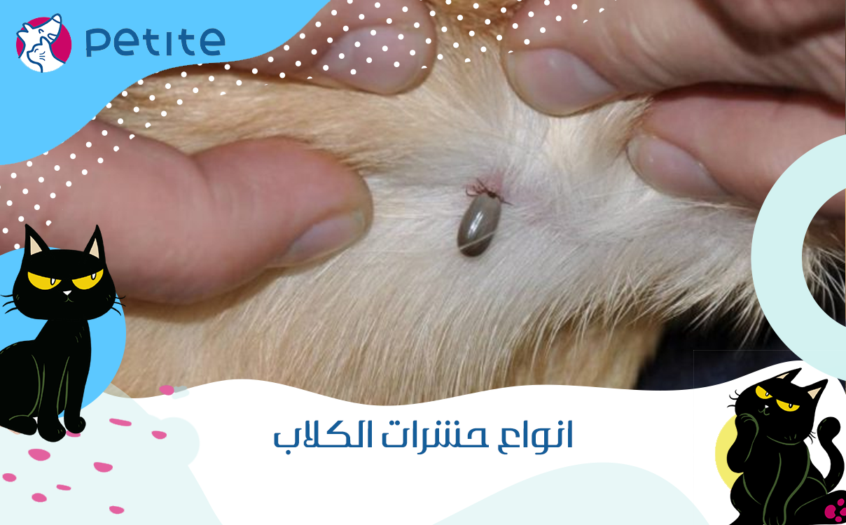 Types of dog insects – Petite
