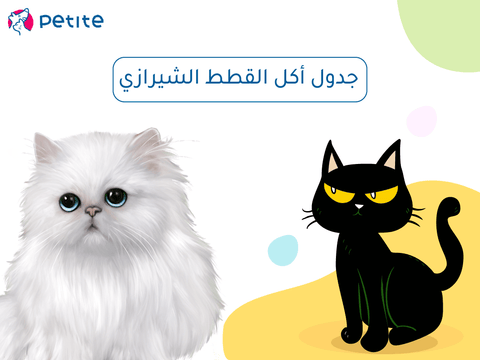 Persian cat eating schedule