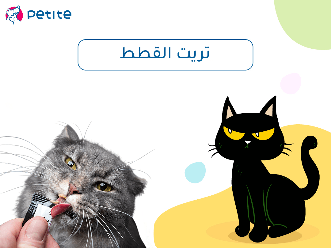 What is the cat trit and the best types of safe cat rewards Petite