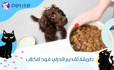 How to provide dry food to dogs